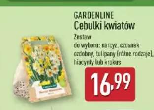 cebulki kwiatów