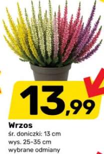 wrzos