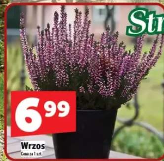 wrzos