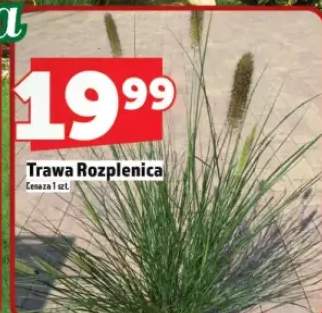 trawy