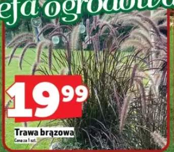 trawy
