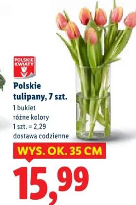 tulipany