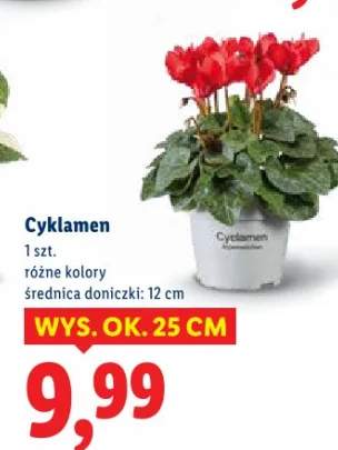 cyklamen