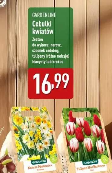 cebulki kwiatów