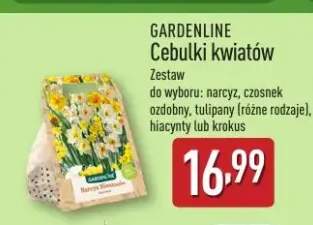cebulki kwiatów