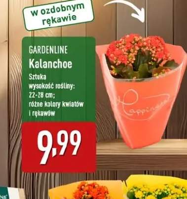 kalanchoe