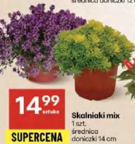 skalniak