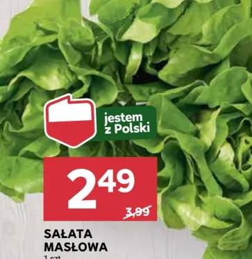 sałata masłowa