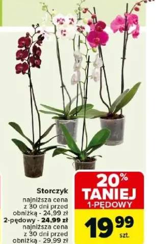 storczyk