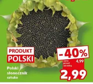 słonecznik