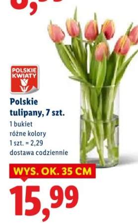 tulipany