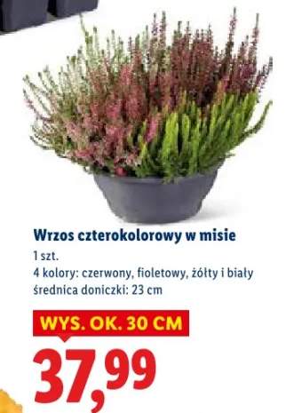 wrzos