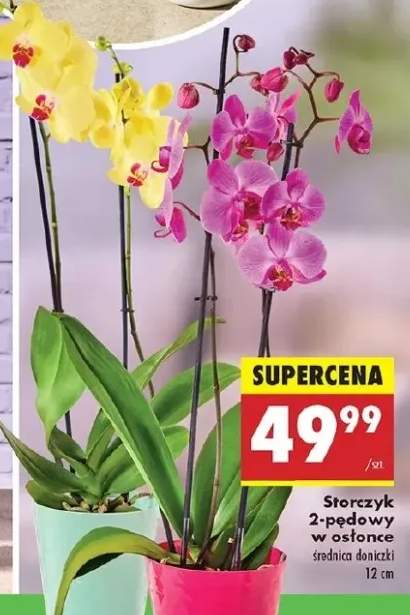 storczyk