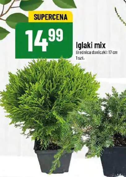 iglak