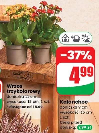 kalanchoe