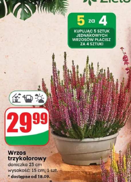 wrzos