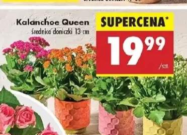 kalanchoe