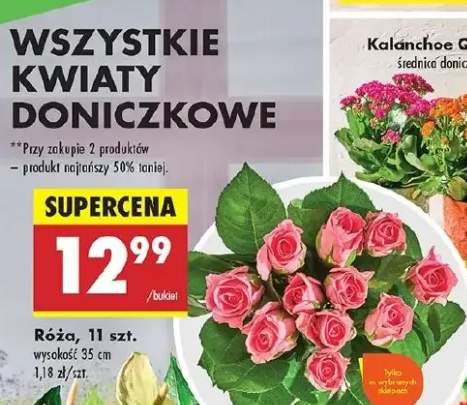 kalanchoe