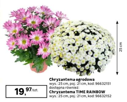 Chryzantema