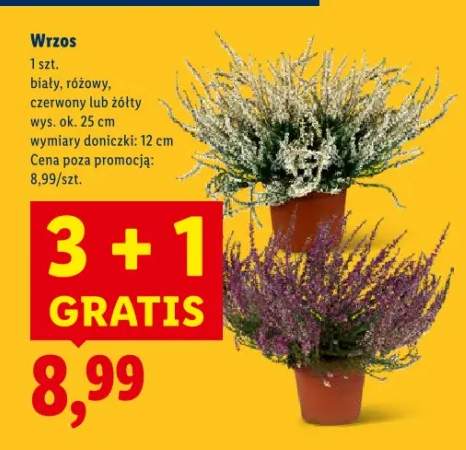 wrzos