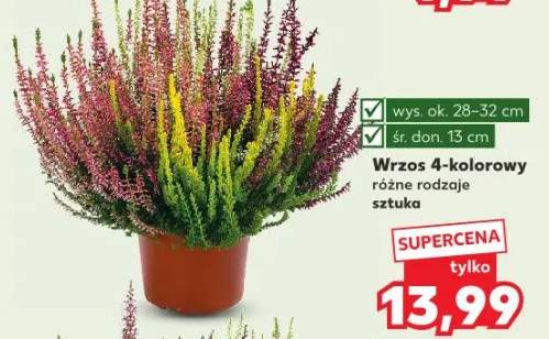 wrzos