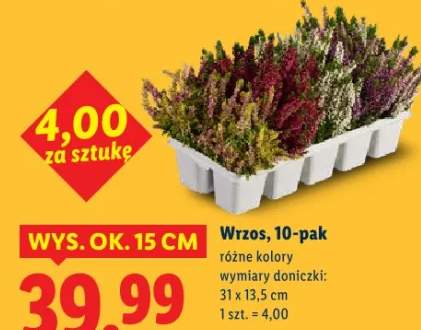 wrzos
