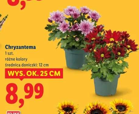 Chryzantema