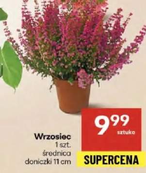 wrzosiec