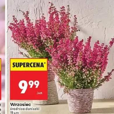 wrzosiec