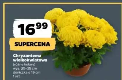 chryzantema