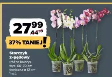 storczyk