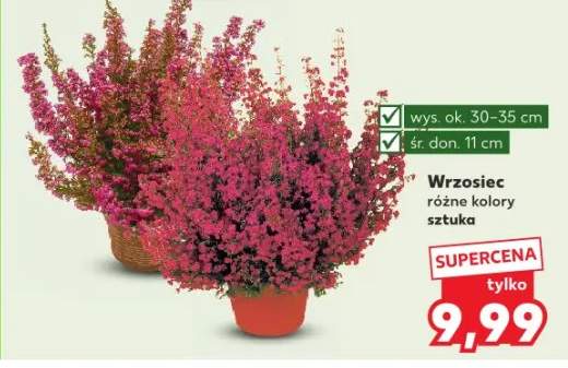 wrzosiec