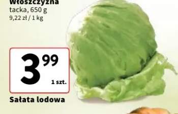 sałata lodowa
