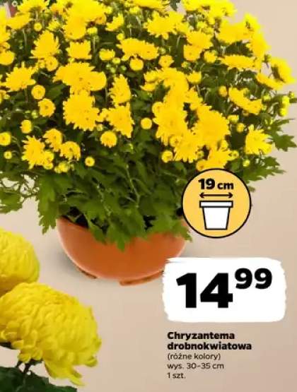 chryzantema