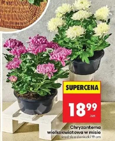 chryzantema