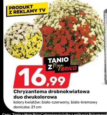 chryzantema
