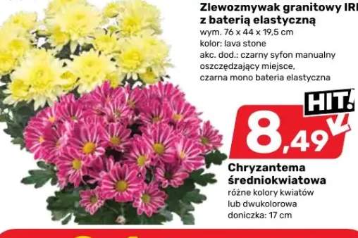 chryzantema