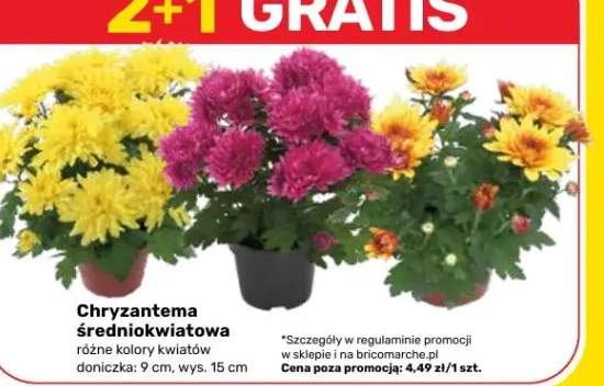 chryzantema