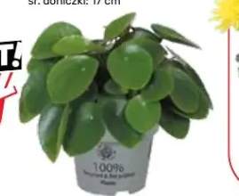 rośliny doniczkowe