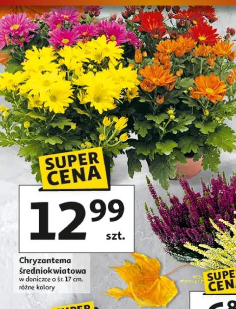 chryzantema