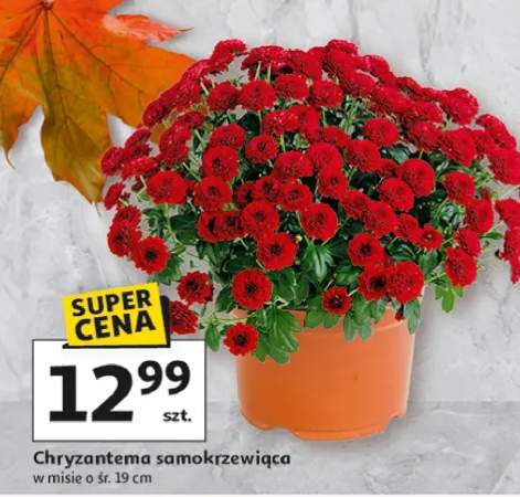 chryzantema