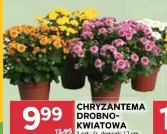 chryzantema