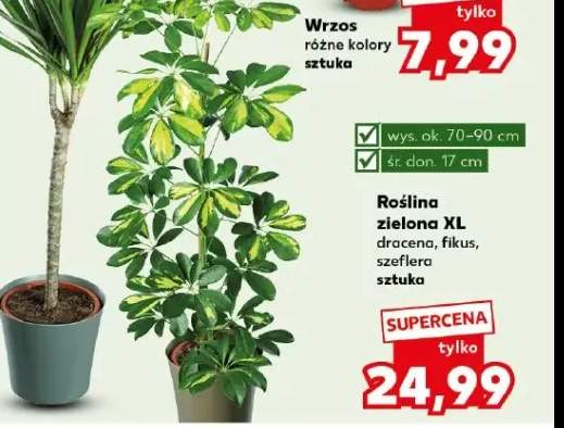 rośliny doniczkowe