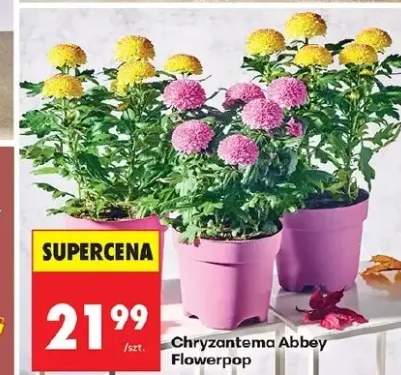 chryzantema