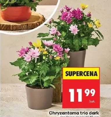 chryzantema