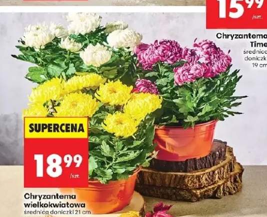 chryzantema