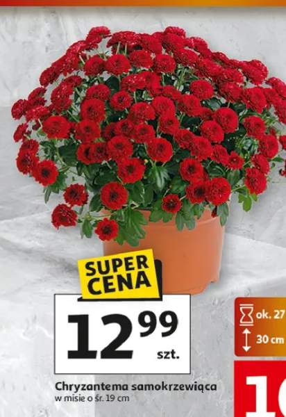 chryzantema