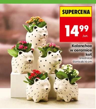 kalanchoe