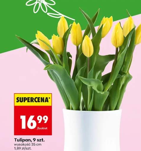tulipany