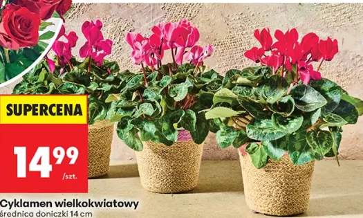 cyklamen